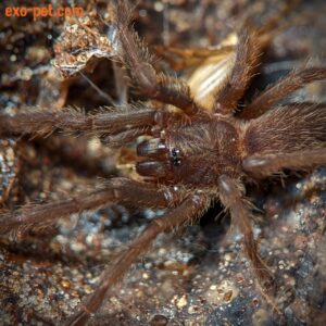 Chilobrachys sp. saraburi - Spiderling﻿