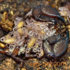 Skorpion, Euscorpius sp. mit Scorplings