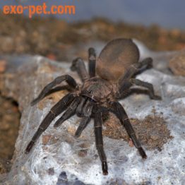 Chaetopelma sp. Symi female adult