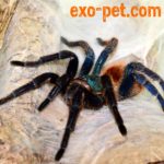 Fachgeschäft und Onlineshop für Spinnen