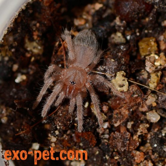 Pterinopelma sazimai Sling