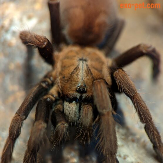 Thrigmopoeus sp. india