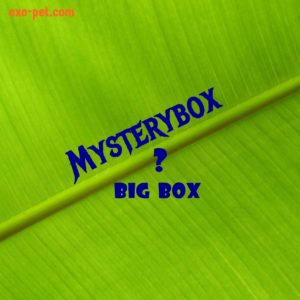 exo-pet's mysterybox the big box