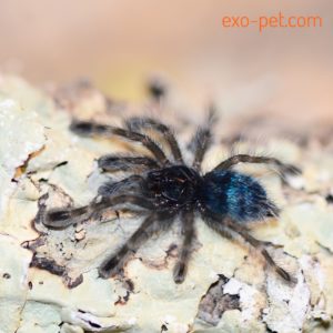 Caribena versicolor (vorm. Avicularia versicolor) Jungtier 1. FH,