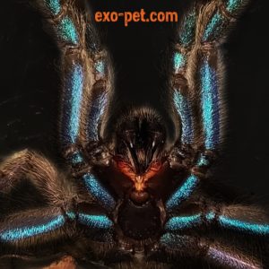 Drohende Spinnen mit eindrucksvoller Warnfarbe
