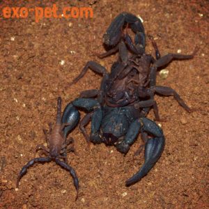 Skorpion, Iurus dufoureus, Mutter mit Jungtieren (Nachzucht)