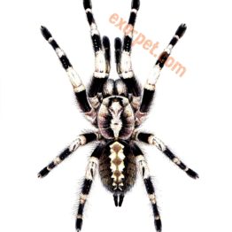 Poecilotheria miranda 2