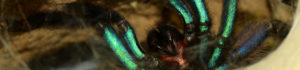 Unterseite Chilobrachys sp. tropical blue (Ausschnitt)