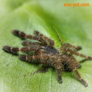 Phormingochilus sp. rufus - Spiderling