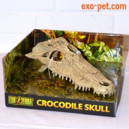 Crocodile scull
