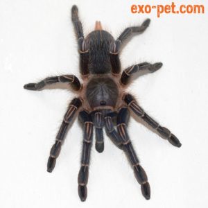 Aphonopelma seemanni