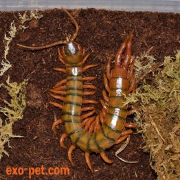 Ethmostigmus trigonopodus, Centipede / Skolopender