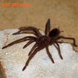 Xenesthis immanis Spiderling