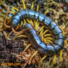 Centipedes / Skolopender