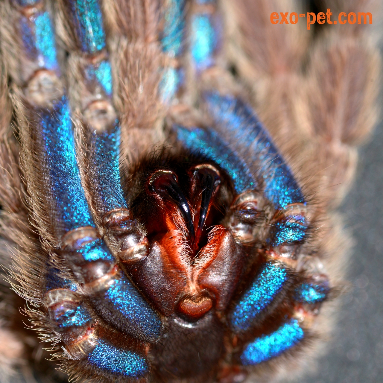 Chilobrachys sp tropical blue Haut