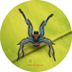 Aufkleber mit Motiv der Vogelspinne Chilobrachys sp. tropical blue