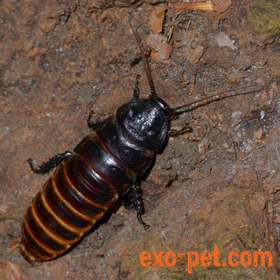 Madagaskar-Fauchschaben (Gromphadorhina portentosa)