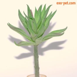 Kunstpflanze Typ agave langstielig 2