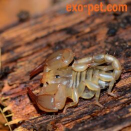 Skorpione & Geißelspinnen