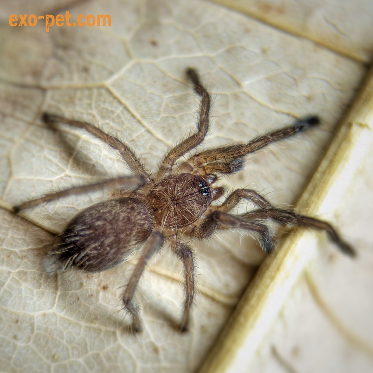 Dolichothele exilis Spiderling1