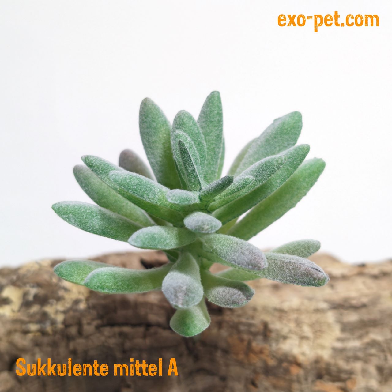 Kunstpflanze Typ Sukkulente XS, versch. Farben | exo-pet